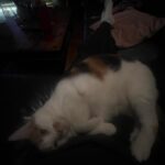 Amybeth McNulty Instagram – Clovers, cats, crystals & cuddles.