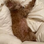 An So-hee Instagram - 마무리 되어가는 2024년의 3월.🐶💗🎾🎸👩‍🎤🍫🍝🍎🍏