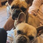 Ana Guiomar Instagram - Coelhos da Páscoa! ❤️ #naocompreadote @sosanimalportugal @buldoguefrancesadocao