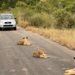 Ana Guiomar Instagram - Estamos tão viciados nisto, que foi o terceiro Safari que fizemos por aqui. 😂 Só nos falta o Leopardo… @leonardofonseca___ tem #lionconect segundo uns amigos novos americanos.