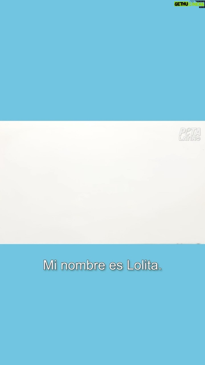 Ana María Polo Instagram - A Lolita la capturaron y separaron de su familia cuando tenía solo cuatro años. Ahora languidece en el tanque de orcas más pequeño del mundo. Un año más ha pasado y la orca más sola del mundo sigue sin estar en su hogar con su familia gracias al @miamiseaquarium_ . 😔💔 Los animales no nos pertenecen. #EmptyTheTanks #FreeLolita #LiberenALolita @officialpetalatino #HeDicho #CasoCerrado #AnaMariaPolo