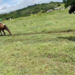 Ana María Polo Instagram – Así es la vida… a veces vamos despacio y otras… a todo galope 🏇

#CasoCerrado #AnaMariaPolo #HeDicho