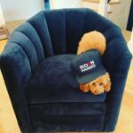 Ana Navarro Instagram - In 2024, we’re taking @hillaryclinton’s wise advice: Don’t vote for anyone you wouldn’t trust with your dog. The choice could not be more clear- you can vote for the nice people who love dogs or you can vote for the man who hates dogs and hangs out with South Dakota’s dog-killing Cruella De Noem. @chacha_cardenas & I are all in for @joebiden & @kamalaharris.