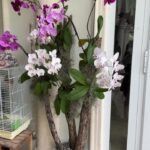 Ana Patricia Gámez Instagram - Sábado de plantas con @TouchOfOrchids ✨