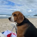 Ana Paula Minerato Instagram - Hoje não é dia de #tbt mas achei essas fotos aqui nunca postadas de um dia feliz de praia então #BoraPostar 🥰 desejo do dia Praia, Sol, Água de coco e 🐶🫶🏻