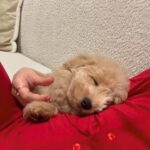 Ananya Panday Instagram - Guys, say hello to my baby jaan - “RIOT” ❤️❤️❤️🥹🥹🥹 he is the cutest little boy in the whole wide world and I’m madly obsessed 🧿🧿🧿🧿🧿🧿 ps. This is gonna become a RIOT fan page 🤫