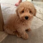 Ananya Panday Instagram - Guys, say hello to my baby jaan - “RIOT” ❤️❤️❤️🥹🥹🥹 he is the cutest little boy in the whole wide world and I’m madly obsessed 🧿🧿🧿🧿🧿🧿 ps. This is gonna become a RIOT fan page 🤫