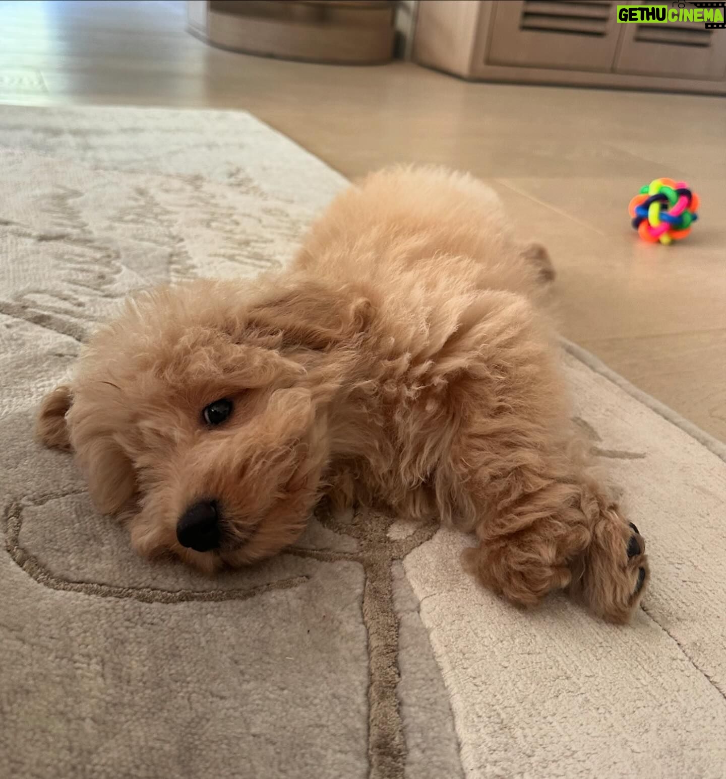 Ananya Panday Instagram - Guys, say hello to my baby jaan - “RIOT” ❤️❤️❤️🥹🥹🥹 he is the cutest little boy in the whole wide world and I’m madly obsessed 🧿🧿🧿🧿🧿🧿 ps. This is gonna become a RIOT fan page 🤫