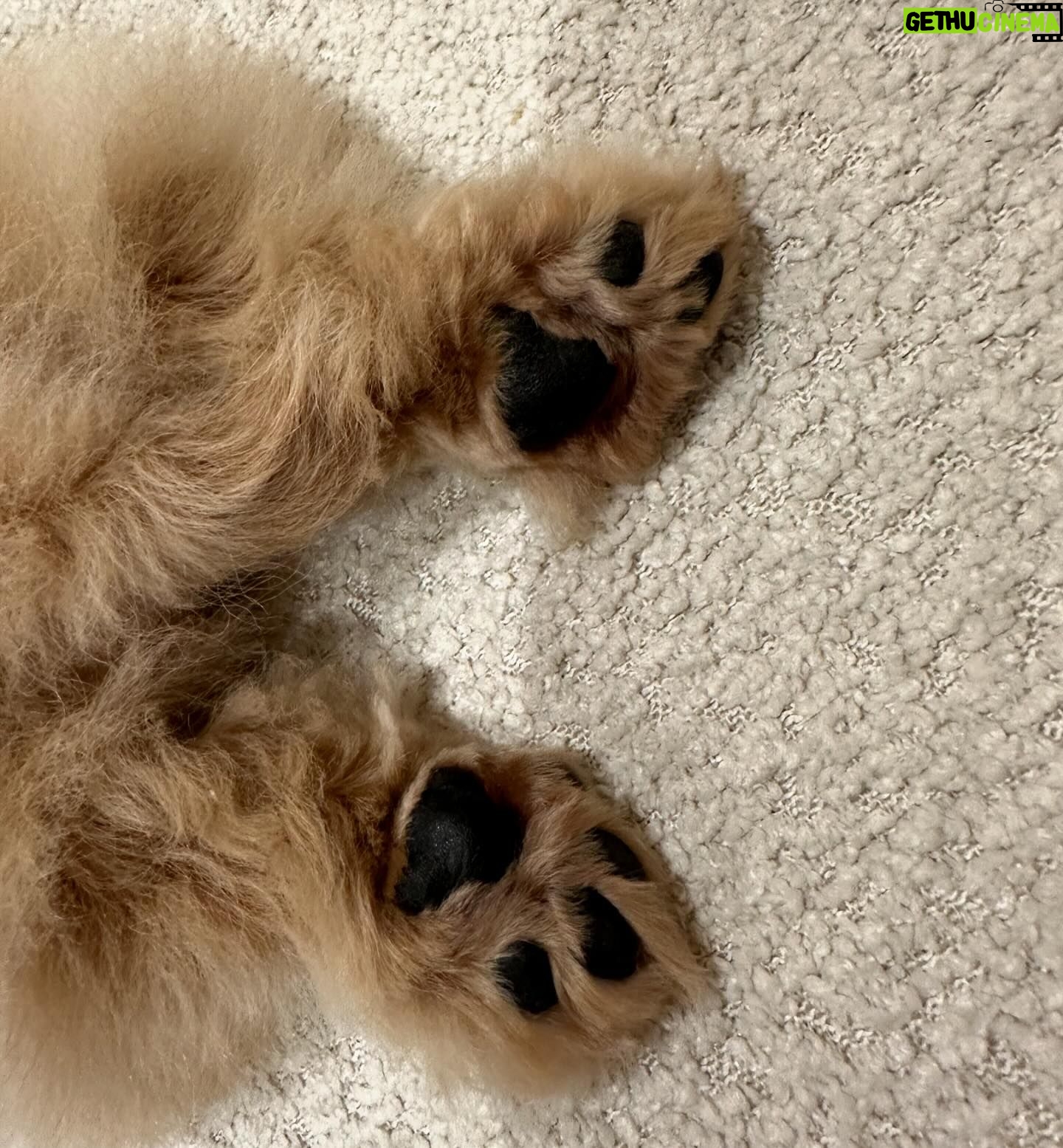 Ananya Panday Instagram - Guys, say hello to my baby jaan - “RIOT” ❤️❤️❤️🥹🥹🥹 he is the cutest little boy in the whole wide world and I’m madly obsessed 🧿🧿🧿🧿🧿🧿 ps. This is gonna become a RIOT fan page 🤫