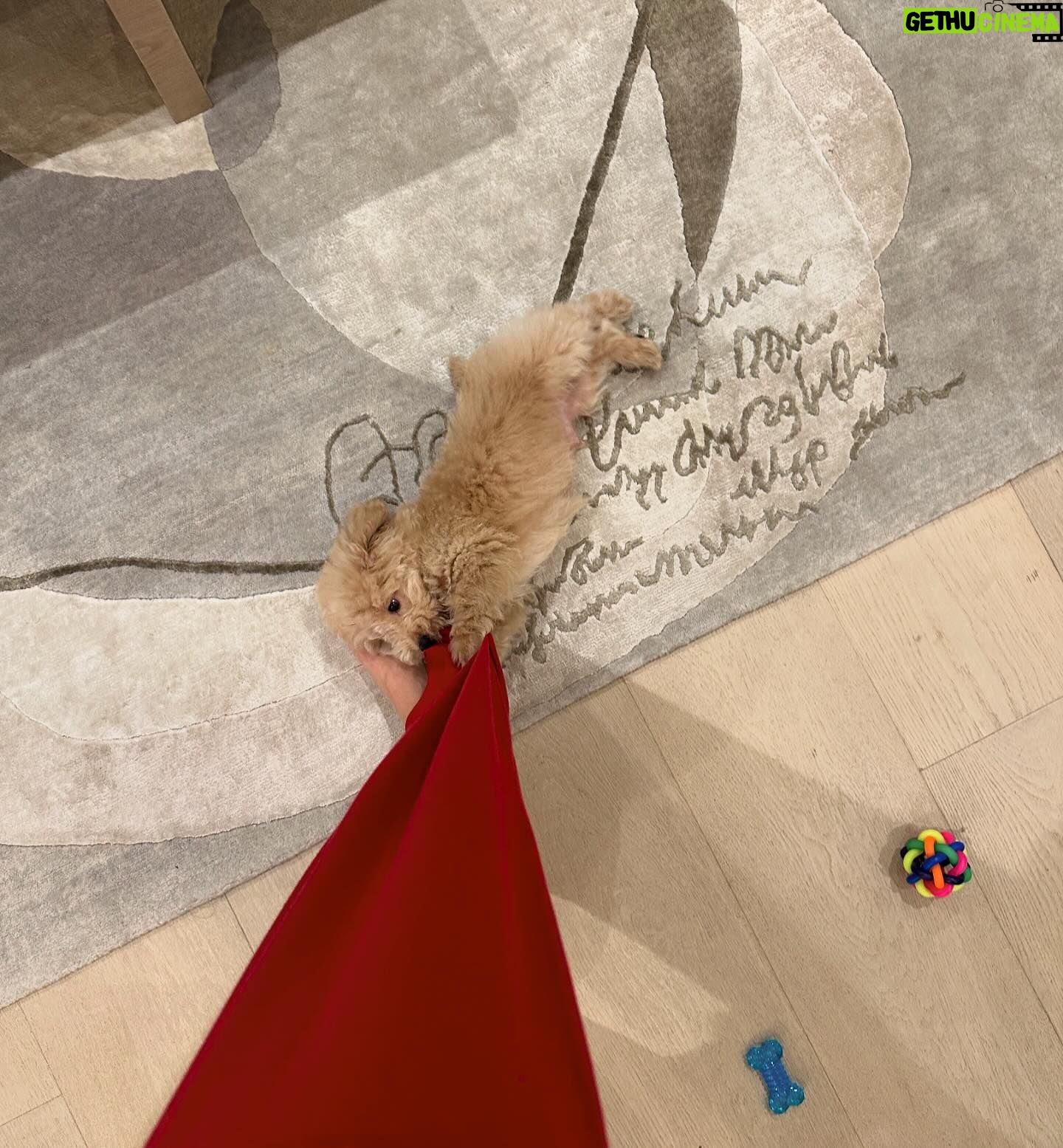 Ananya Panday Instagram - Guys, say hello to my baby jaan - “RIOT” ❤️❤️❤️🥹🥹🥹 he is the cutest little boy in the whole wide world and I’m madly obsessed 🧿🧿🧿🧿🧿🧿 ps. This is gonna become a RIOT fan page 🤫