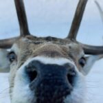 Andréane Chamberland Instagram - Can you please stop being so cute ? 🦌 •••••••••••••••••••••••••••••••••••••••••••• #canada #canada🇨🇦 #canadalife #explorecanada