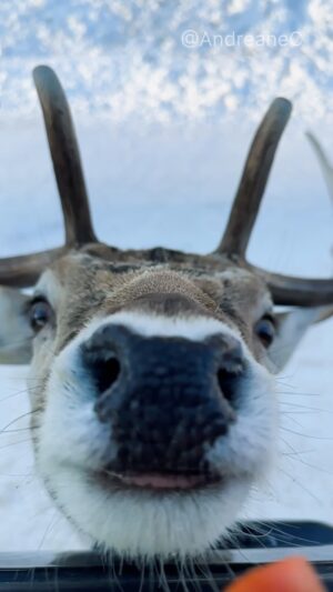 Andréane Chamberland Instagram - Can you please stop being so cute ? 🦌
••••••••••••••••••••••••••••••••••••••••••••
#canada #canada🇨🇦 #canadalife #explorecanada
