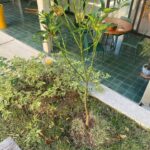 Andréia Horta Instagram – Tanta gente me perguntando o que ando fazendo porque estou sumida daqui. Estou bem feliz, cuidando da minha vida, plantando na minha horta (essa é uma árvore de tangerinas), estudando muito, lendo muito, indo sempre ao teatro, rezando, preparando o alimento, bebendo água, passando café, dourando o alho, escutando os pensamentos, respeitando os sentimentos. Trabalhando. Limpando o coração em relação ao que já foi, de quem não me faz bem, de quem não me quer bem e só estou entendendo  agora. Me despedindo de relações que já tinham morrido e só eu não tinha percebido. Colocando o melhor de mim pra quem está comigo mesmo. E de verdade, quanto mais me conheço mais me amo e mais bonito fica viver! Estou acordada, prestando atenção, trabalhando as relações que prezo. Um tempo bom. Um tempo de ouro. “O resto é sombra de árvores alheias”. 🌿