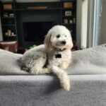 Andrea Navedo Instagram – If there was a GQ magazine for pups, Theo would make the cover! 😂 
#deartheo
#gq
#furbaby 
#puppiesofinstagram