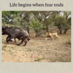 Andrea Navedo Instagram – Love this 💪🏼 #BEfearless
#Repost @learning_something_03
・・・
Life begins when fear ends…
.
.
.
.
Pls support For intresting & motivate videos. Follow @learning_something_03 Only.
.
.
👉Like ! 👉Share ! 👉Comment!
if you have any suggestions message me..
I’m improve my videos… 🙏
.
. No need to report (or) strike.
All rights reserved to the respective Owners
.
.
.
.
.
🚧🚀Tags⭕:
#loveyourself #thinkingpositive #viralvideos #motivate #mostviral #mostviewed #motivate #helpingothers #help #heplingvideos #learnenglish #learningsomething #englishspeakingpractice #eaducationalvideos #english #learninginnew #motivationalquotes #positivity #goals #quote #success #time #focus #successman