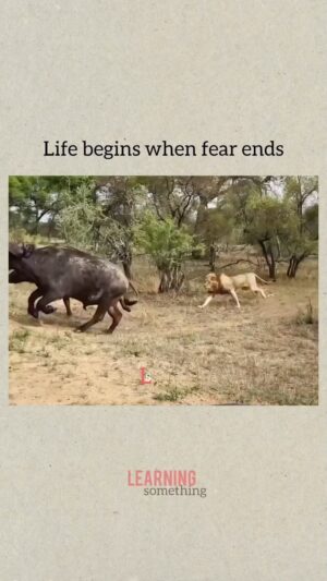 Andrea Navedo Instagram - Love this 💪🏼 #BEfearless

#Repost @learning_something_03
・・・
Life begins when fear ends...
.
.
.
.
Pls support For intresting & motivate videos. Follow @learning_something_03 Only.
.
. 
👉Like ! 👉Share ! 👉Comment!
if you have any suggestions message me..
I’m improve my videos... 🙏
.
. No need to report (or) strike. 
All rights reserved to the respective Owners
.
.
.
.
.

🚧🚀Tags⭕:
#loveyourself #thinkingpositive #viralvideos #motivate #mostviral #mostviewed  #motivate #helpingothers #help #heplingvideos #learnenglish #learningsomething #englishspeakingpractice #eaducationalvideos #english #learninginnew #motivationalquotes #positivity #goals #quote #success #time #focus #successman
