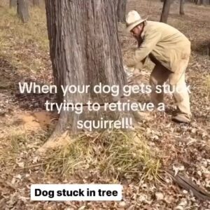Andrea Navedo Instagram - Wow! I’m glad they saved him but what happened to the squirrel?? 😂 🐶 🐿️ 
#needalaugh #funnyanimals