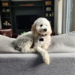 Andrea Navedo Instagram - Someone let us know it was National Pet Day and I couldn’t pass this up! 🐶 Theo is always camera ready 😂 #deartheo #dogmom #nationalpetday