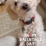 Andrea Navedo Instagram – Happy Love day from my little fur baby! ❤️
#DearTheo #HappyValentinesDay