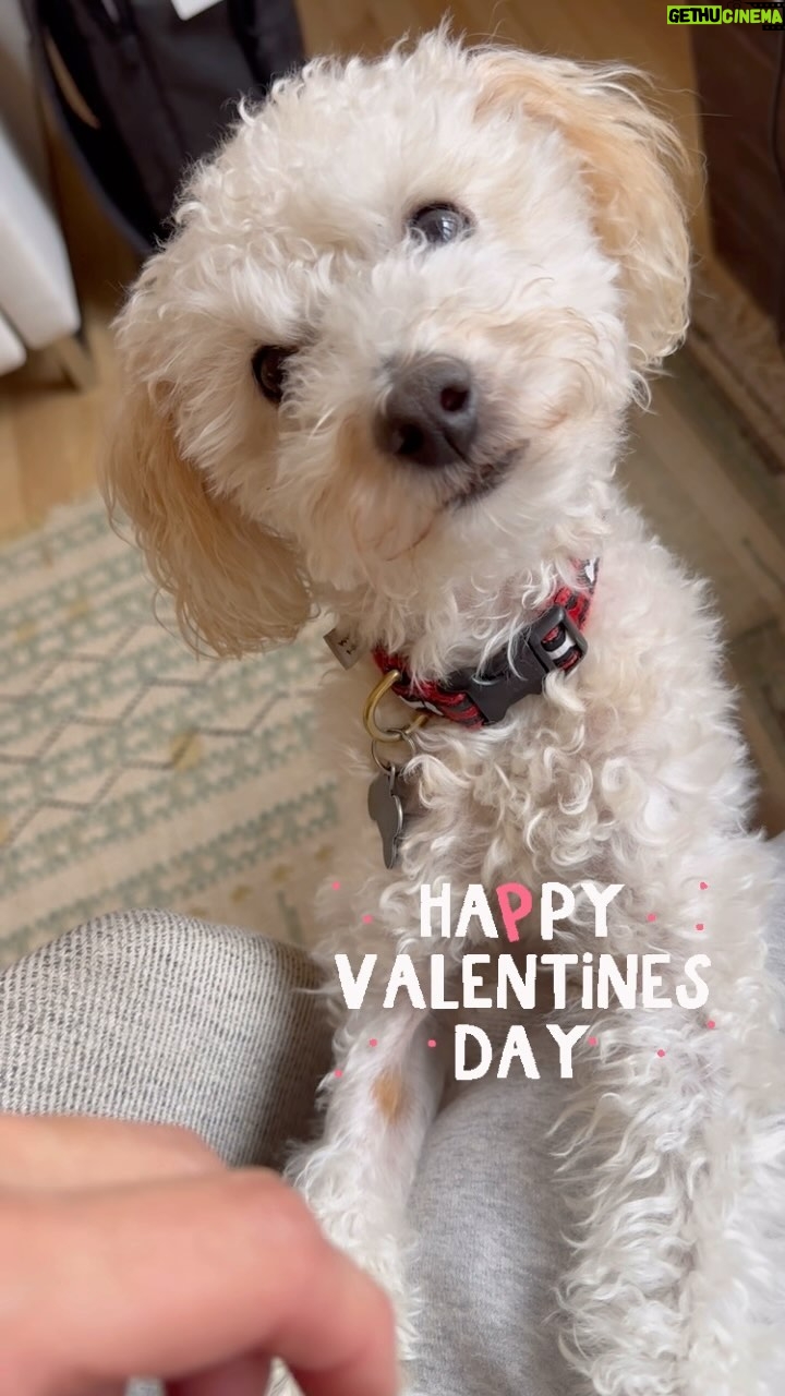 Andrea Navedo Instagram - Happy Love day from my little fur baby! ❤️ #DearTheo #HappyValentinesDay