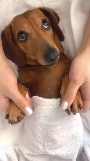 Andrea Navedo Instagram - Can we all just be this pup??! 😩💕🐶
#relax #happyfriday #happyweekend 

#Repost @thedoxie_lovers
・・・
Spa day 💆‍♀️✨️
-
📹| Credit to @lunatheminie
📲| Check their awesome page & give them a follow 📌