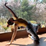 Angelina Danilova Instagram – She said: healthy mind = healthy body. 
If you know me, you know yoga has been my joy, love and a teacher for something around 7 years.
First I discovered a path, then I began a journey. An uneasy road towards the unconditional love of a given body, open heart, powerful vulnerability and the divine. A way to harmony and balance. ☯️ 
Everyday I wake up and I am grateful.
Grateful to be able to breathe, move and experience all the things that life brings.
