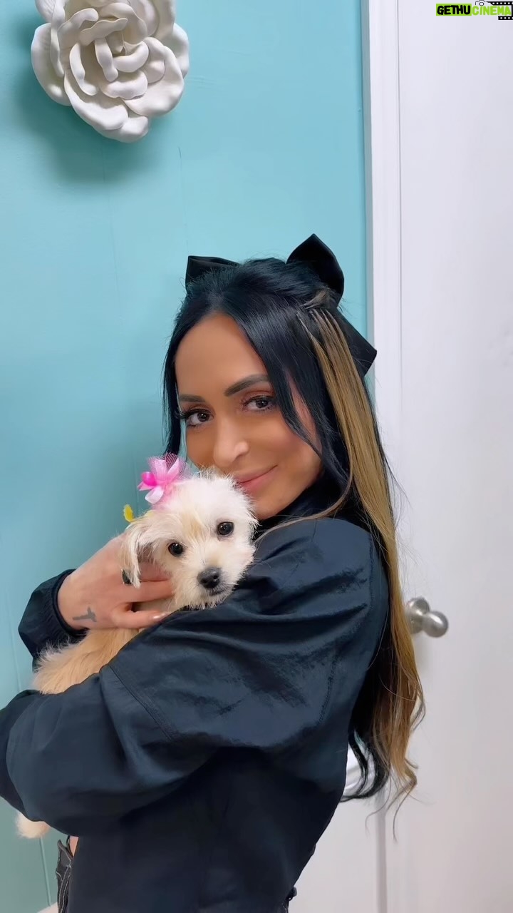 Angelina Pivarnick Instagram - Thank you to everyone who came out to support these amazing local shelters & organizations yesterday 🐾✨ we helped raise money for a cause that’s so so important to me 🐶 finding these babies their forever homes! 🏡 ✨ @shoresaves ✨ @pittiesandpalsrescuenj ✨ @3hearts4paws ✨ @bullyrescuenj ✨ @pahs_1933