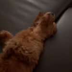 Anna Šulcová Instagram - Už skoro měsíc jsem před vámi něco tajila… Tohle je Theo ♥️🐶 Netušila jsem, kolik lásky a štěstí může tak malý tvoreček do života přinést! Vždy jsem pejsky milovala, ale nevěděla jsem, jaký je pocit starat se o vlastního od úplného dětství! Je to něco nepopsatelného, ale věřím, že mě pejkaři moc dobře chápou! Jsem šťastná, že můžu být psí mamka a věř mi, Teoušku, že tě budu milovat celým svým srdcem a starat se o tebe jak nejlíp budu moct♥️