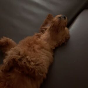 Anna Šulcová Instagram - Už skoro měsíc jsem před vámi něco tajila… Tohle je Theo ♥️🐶
Netušila jsem, kolik lásky a štěstí může tak malý tvoreček do života přinést! Vždy jsem pejsky milovala, ale nevěděla jsem, jaký je pocit starat se o vlastního od úplného dětství! Je to něco nepopsatelného, ale věřím, že mě pejkaři moc dobře chápou! Jsem šťastná, že můžu být psí mamka a věř mi, Teoušku, že tě budu milovat celým svým srdcem a starat se o tebe jak nejlíp budu moct♥️