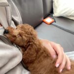 Anna Šulcová Instagram - Už skoro měsíc jsem před vámi něco tajila… Tohle je Theo ♥️🐶 Netušila jsem, kolik lásky a štěstí může tak malý tvoreček do života přinést! Vždy jsem pejsky milovala, ale nevěděla jsem, jaký je pocit starat se o vlastního od úplného dětství! Je to něco nepopsatelného, ale věřím, že mě pejkaři moc dobře chápou! Jsem šťastná, že můžu být psí mamka a věř mi, Teoušku, že tě budu milovat celým svým srdcem a starat se o tebe jak nejlíp budu moct♥️
