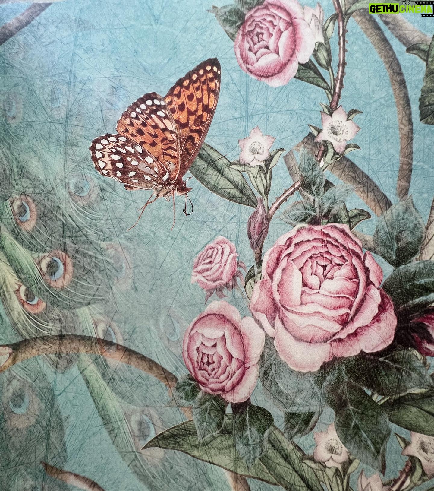 Anna Camp Instagram - When you find the wallpaper of your dreams and it’s finally up! 🦋Thankyou @the_rustic_home 🦋