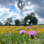 Anna Camp Instagram - We stopped cause it was too pretty in Texas 🌼🌼🌼