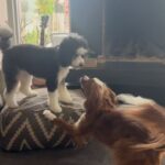 Anna Camp Instagram - Thankyou for this video of amazingness @silkybeats !!! My family is so freaking cool@😎🤘🏻🐶♥️