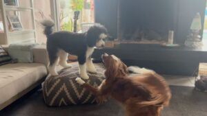 Anna Camp Instagram - Thankyou for this video of amazingness @silkybeats !!! My family is so freaking cool@😎🤘🏻🐶♥️