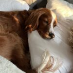 Anna Camp Instagram – I ♥️ Hank