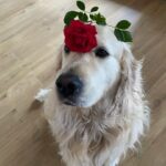 Anna Simon Instagram - Mirad lo que me ha traído este señor tan serio. 😜🌹🐶 #Roc #RymRoc