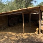 Anna Simon Instagram - Avui a les 22:05, segon capítol d’El Tros a TV3 🚜🥕🐑 Si no podeu esperar, ja teniu tota la temporada disponible a la plataforma 3cat 🧑‍🌾👩‍🌾 Què passarà avui??? 🤭 @som3cat #ElTros3Cat Hoy a las 22:05, segundo capítulo de El Tros en TV3 🚜🥕🐑 Si no podéis esperar, ya tenéis toda la temporada disponible en la plataforma 3cat 👩‍🌾🧑‍🌾 ¿¿¿Qué pasará hoy??? 🤭