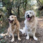 Anna Simon Instagram - Este par os desea un feliz finde!!! 🐶🐶 #RymRoc