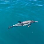 AnnaSophia Robb Instagram - 🤍🐬 🤍