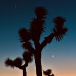 Annabelle Wallis Instagram – Joshua Tree escape last week 💜
