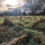 Annabelle Wallis Instagram - Zeus 💫 #adoptdontshop