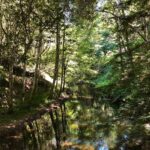 Annabelle Wallis Instagram – Majestic Redwood forests #california