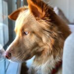 Annabelle Wallis Instagram – Zeus. ❤️ Consider adopting a dog if you are thinking of getting one. There are so many magic animals in those shelters. Zeus being one of them.