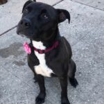 Annabelle Wallis Instagram - This beautiful girl is 1 year old Janna. She survived 7 months at one of the highest kill shelters in Southern California snd urgently needs a place to land. She is perfect. She was wonderful with the other dogs in playgroup and is wonderful with every person she has ever met. She loves riding in the car and loves exploring any new place. She is medium energy and very secure. She prefers no cats and to be on the safe side no small animals. She has spent time around dogs of a medium size and larger and gets along with them effortlessly. She takes treats as softley as any dog I’ve ever seen and will take direction without you having to ask twice. She truly lives in the moment with a beautiful spirit and a childlike wonder for every new experience and treat that she is offered. She is happy to interact and be touched or just keep to herself and look out the window. What she needs now is structure so that she can begin to feel a more permanent place in the world. I marvel at how she has remained intact after those grueling 7 months. So many other dogs around her didn’t make it but somehow she has remained in remarkable health in mind body and spirit. Let’s give her the life that she endured all of that to finally live. Could you be her foster or forever home? lf you are interested to please contact @istandwithmypack or @theivywalls for inquiries ❤️❤️❤️