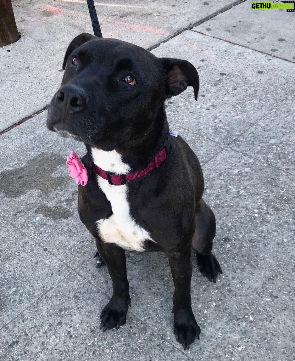 Annabelle Wallis Instagram - This beautiful girl is 1 year old Janna. She survived 7 months at one of the highest kill shelters in Southern California snd urgently needs a place to land. She is perfect. She was wonderful with the other dogs in playgroup and is wonderful with every person she has ever met. She loves riding in the car and loves exploring any new place. She is medium energy and very secure. She prefers no cats and to be on the safe side no small animals. She has spent time around dogs of a medium size and larger and gets along with them effortlessly. She takes treats as softley as any dog I’ve ever seen and will take direction without you having to ask twice. She truly lives in the moment with a beautiful spirit and a childlike wonder for every new experience and treat that she is offered. She is happy to interact and be touched or just keep to herself and look out the window. What she needs now is structure so that she can begin to feel a more permanent place in the world. I marvel at how she has remained intact after those grueling 7 months. So many other dogs around her didn’t make it but somehow she has remained in remarkable health in mind body and spirit. Let’s give her the life that she endured all of that to finally live. Could you be her foster or forever home? lf you are interested to please contact @istandwithmypack or @theivywalls for inquiries ❤️❤️❤️