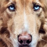 Annabelle Wallis Instagram – Thank you @shayan.asgharnia for capturing Zeus and Apollo. #adoptdontshop