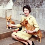 Annabelle Wallis Instagram - “When life seems hard, the courageous do not lie down and accept defeat; instead, they are all the more determined to struggle for a better future” Queen Elizabeth II Rest In Peace, Your Majesty. 🤍🤍🤍🤍🤍🤍🤍🤍🤍
