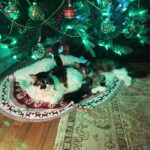 Anne Burrell Instagram – Christmas kitties!!!! Nice pillow #marciamarciamarcia !!! #mainecooncats #imaddictedtomykitties #nuttynancycrazypants #christmas