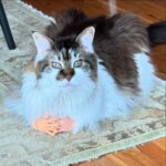 Anne Burrell Instagram - Leading today’s discussion is Nutty Nancy Little Hands. What’s on your mind Nance? #mainecooncats #imaddictedtomykitties #ilovewhatido #luckygirl