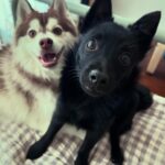 Anne Watanabe Instagram - 新メンバー加入！ その名も… ポチ！！！ New family! His name is Potchi🤗 Welcome to our home.